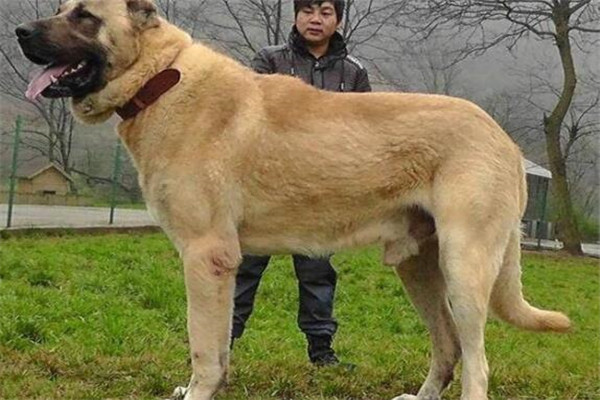 全球最危险十大猛犬最新排名：攻击性与风险性综合评估