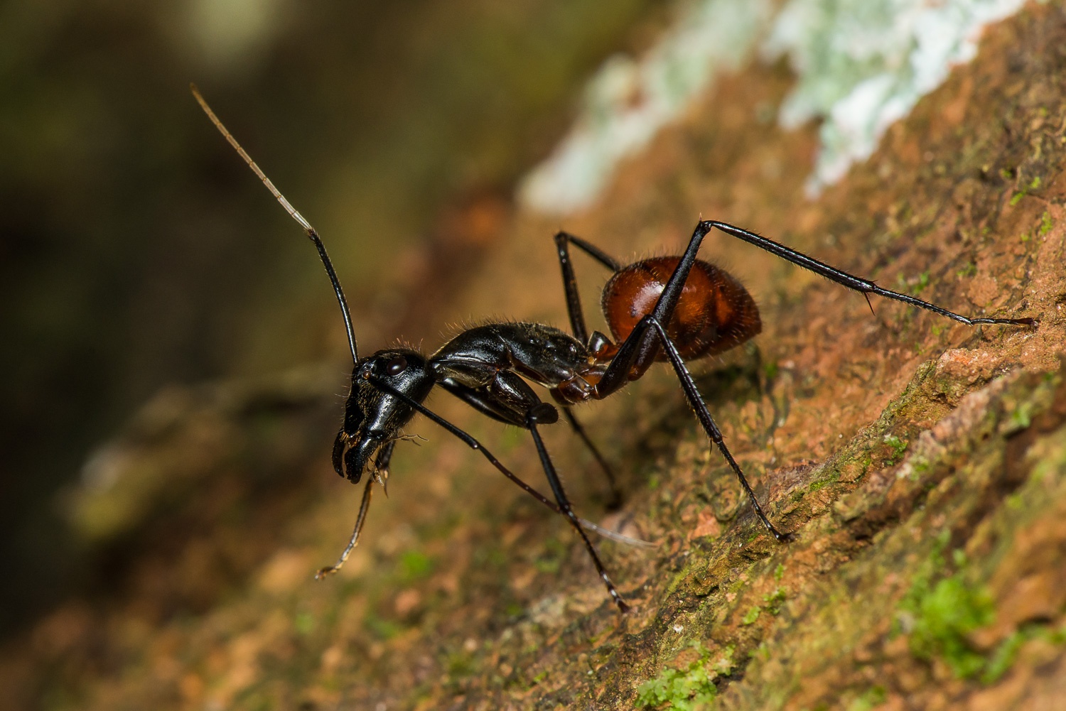 50只毒蚂蚁被海关查获,是世界最大的蚂蚁之一,邮寄人什么目的?