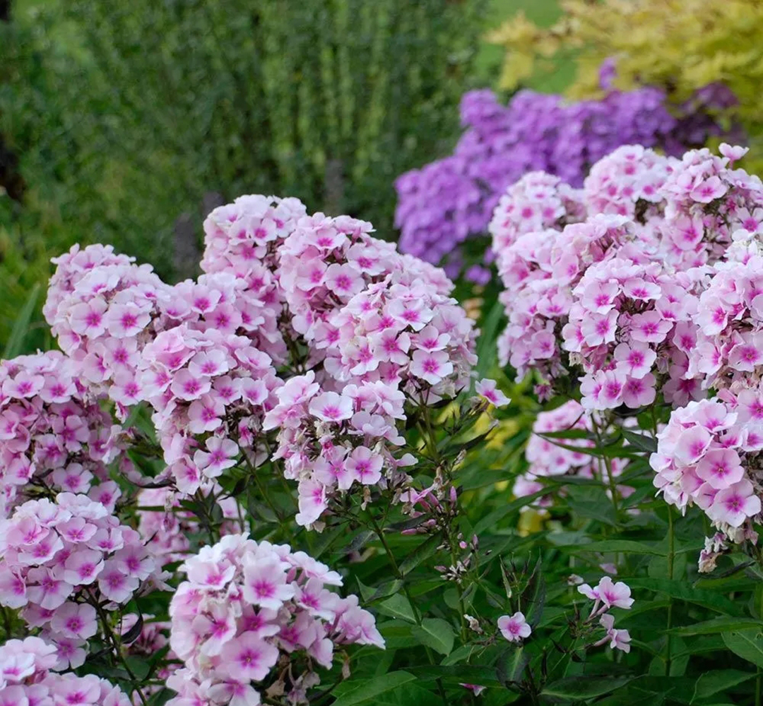 宿根福禄考花期什么时候（夏季里最佳的观花植物）