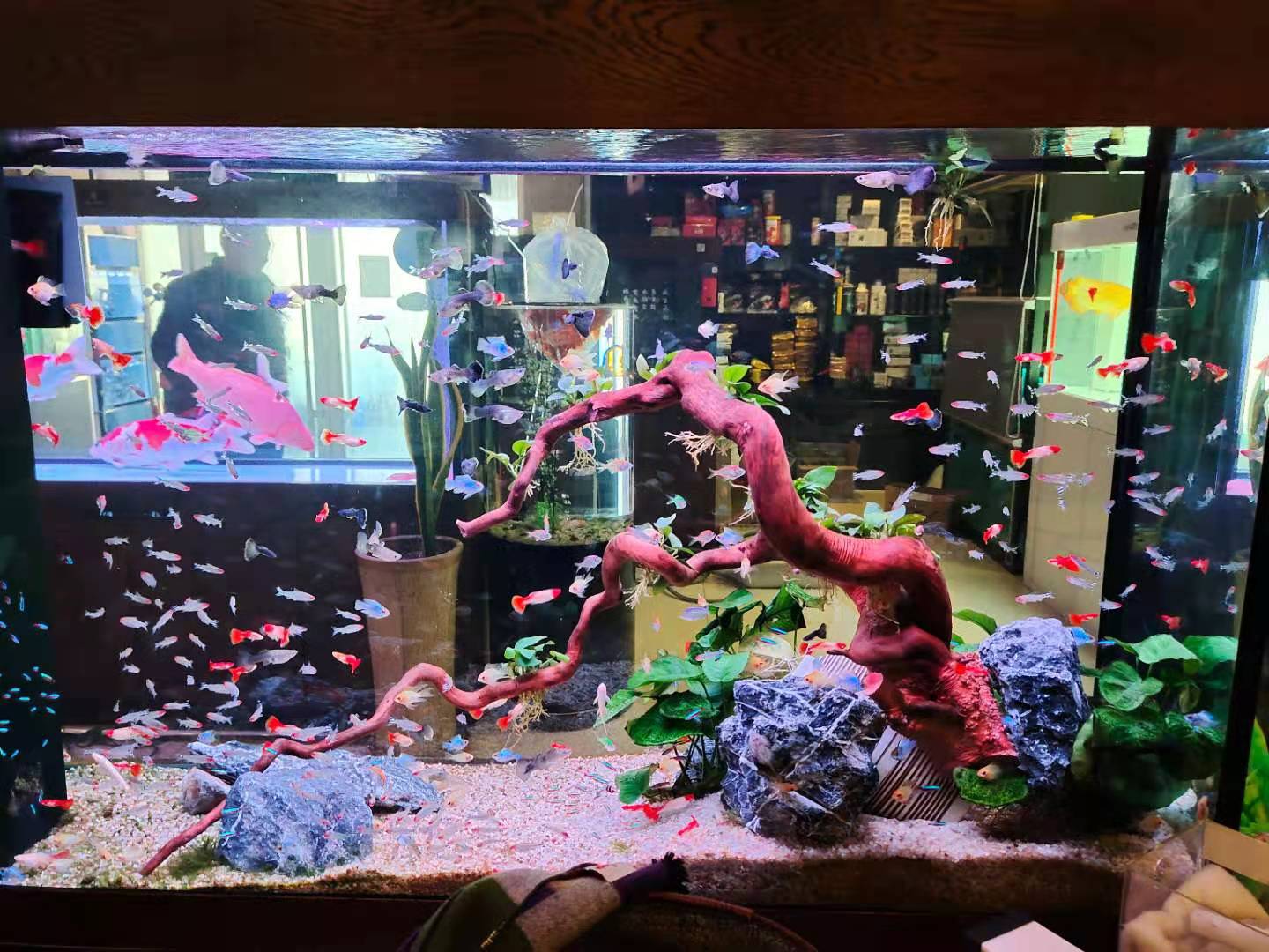 How Long Will It Take For Peacock Fish To Be Born And How Should Such A Question Be Observed Why Do So Many Aquarists Send Pictures And I Can T Answer Them At