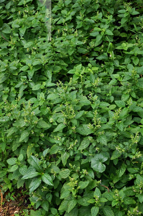 血见愁,见过吗?内治咳血,吐血,衄血,外治淤血肿痛,外伤出血