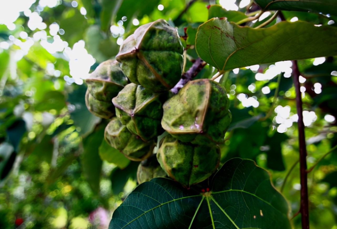 别看现在很少见到桐油了,就连油桐树都快要砍光了,但是在过去桐油一直