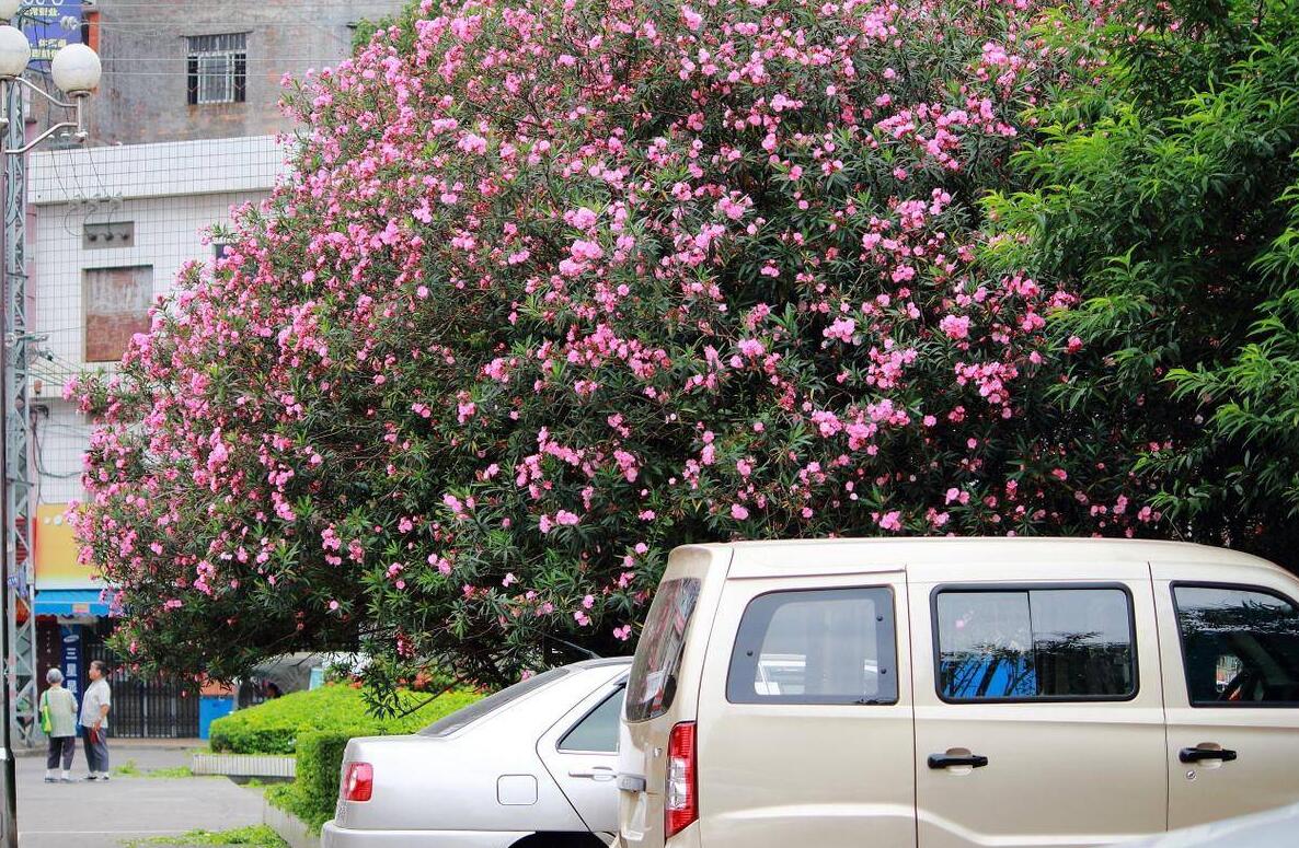 夹竹桃10片叶就可能要人命！为何还成为大城市“烂大街”的植物？