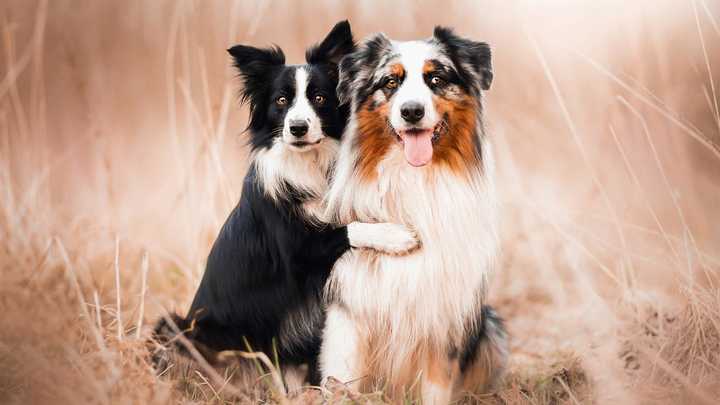 狗的外貌特征和特点（152个狗狗品种及介绍）