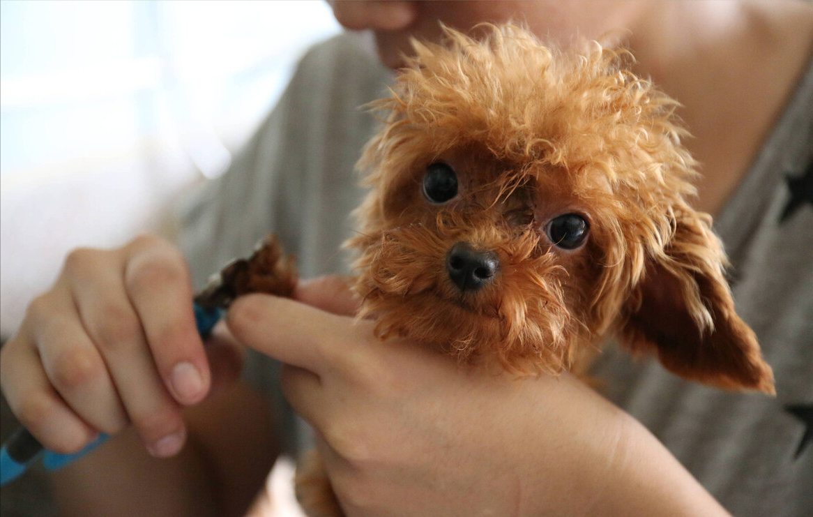 泰迪犬十大心机行为揭秘：聪明又爱耍小心思的萌宠
