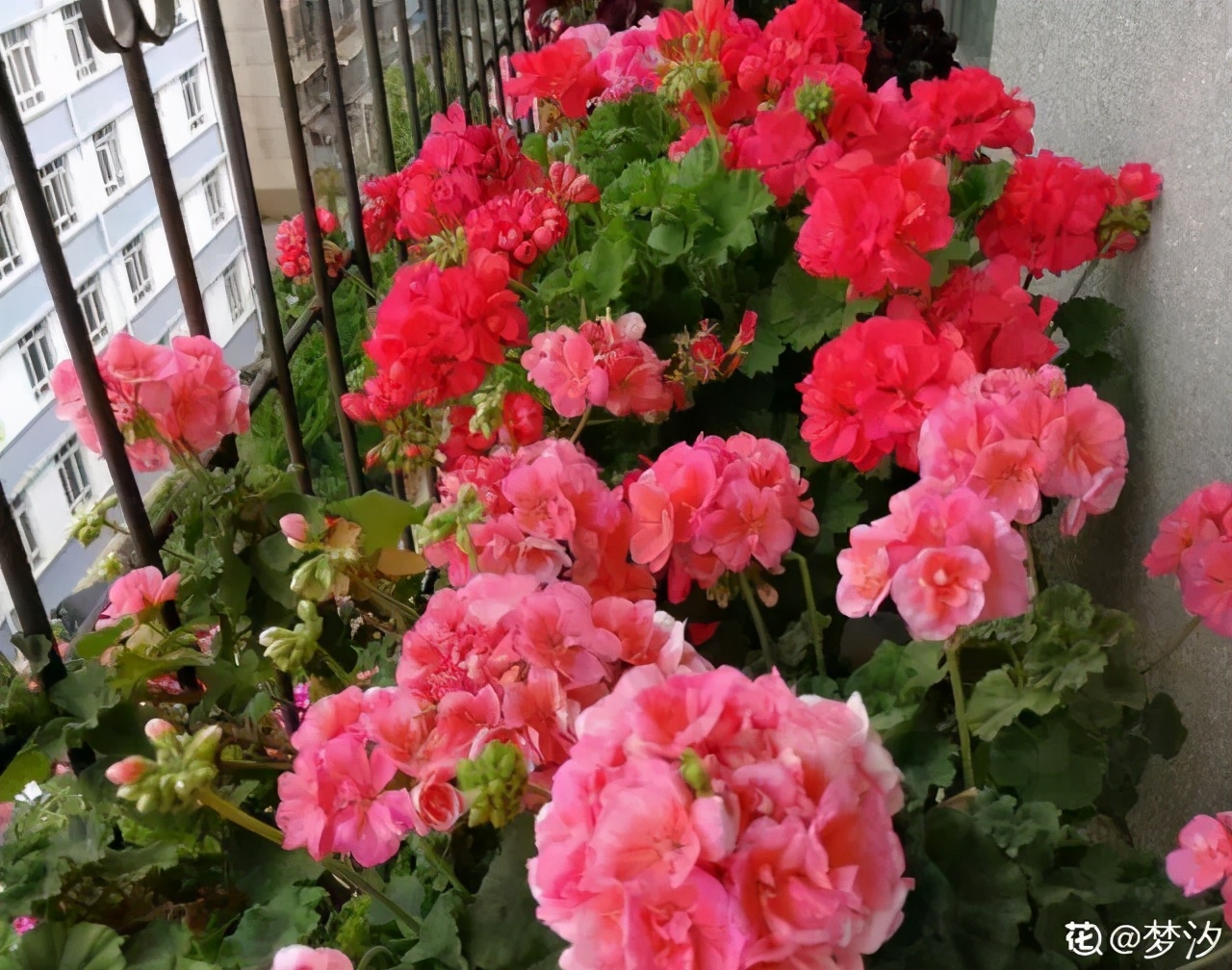 春天种什么花（春天最好养的20种花长得快）