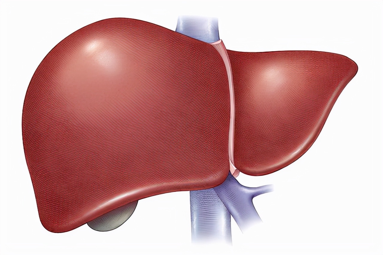 大结节性肝硬化肝实质内可见不规则反射带或脐带的弥漫性改变,结节性