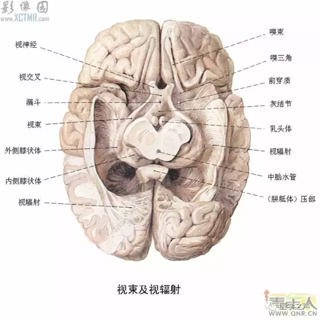 神经元结构示意图（神经元结构示意图手绘）-第22张图片-科灵网