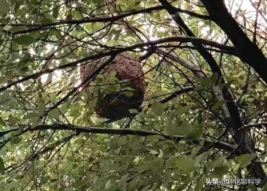 永川顺丰快递招聘（为什么马蜂伤人多在秋天）