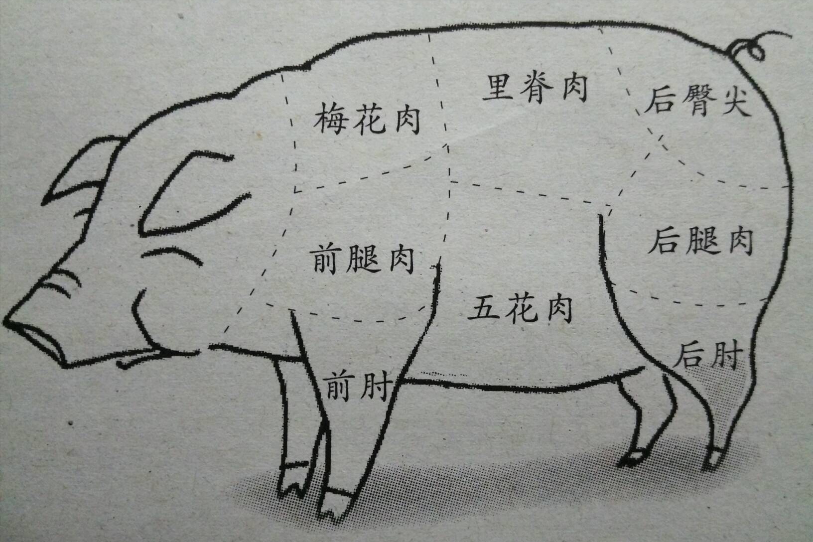 猪腿怎么做好吃（猪肉各部位分析对比与烹饪方法）