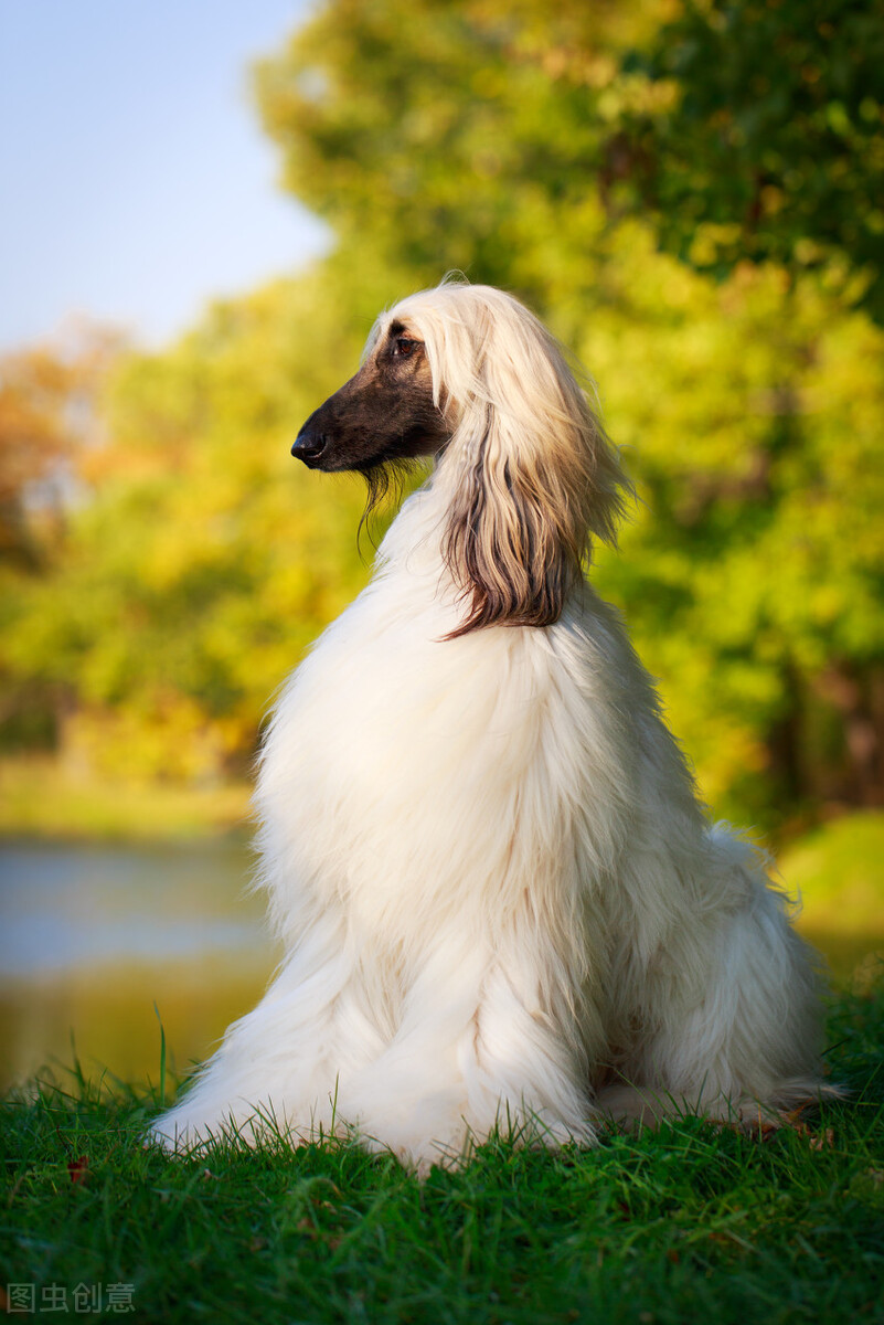 "东方美"代名词的阿富汗猎犬应该如何挑选喂养训练美容等全解析