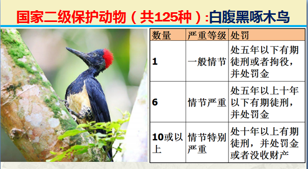 国家保护动物分几个等级（125类二级野生保护名录）