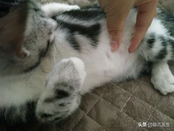 猫身上长了粉色疙瘩是生病了吗？公猫：我长奶头怎么了？