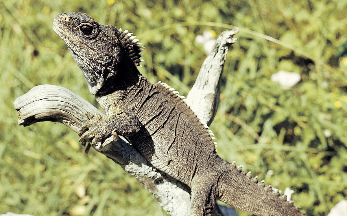喙头(物种百科:喙头蜥)