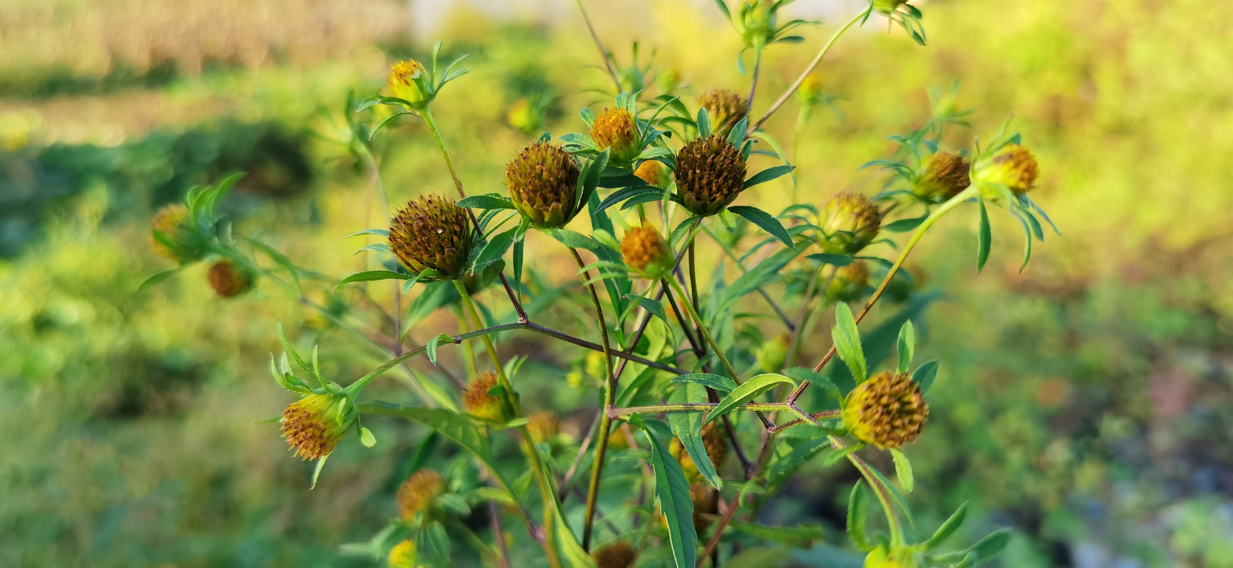 鬼针草:喜欢粘人的野草,3大价值用途,20元一斤足以可见珍贵