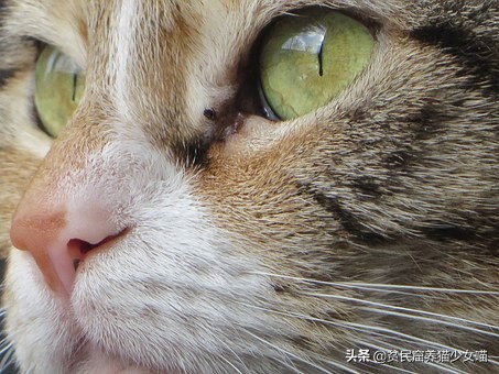 猫咪流眼泪可能是以下6种原因，铲屎官们知道几种？