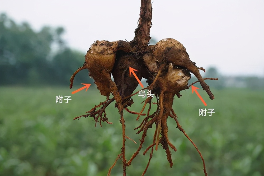 炮附子的功效与作用及副作用-我的快乐小窝