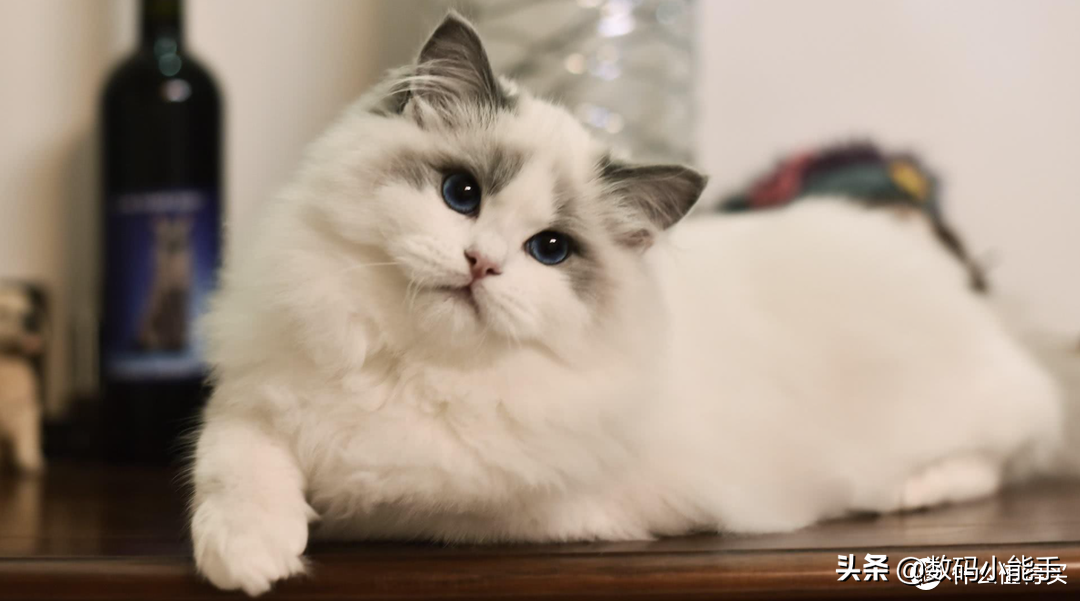 铲屎官，准备领回你的宠物吧！盘点中国十大最受欢迎的猫狗CP