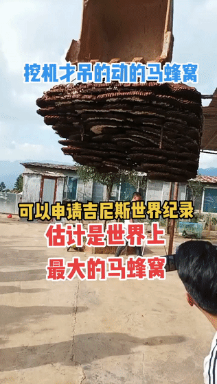一死一伤！老夫妻被马蜂攻击，马蜂有多厉害？遇到马蜂该怎么办？