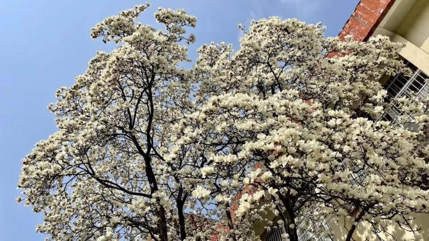 高清大图惊艳来袭！江苏这些“校花”神仙颜值，你Pick哪一个