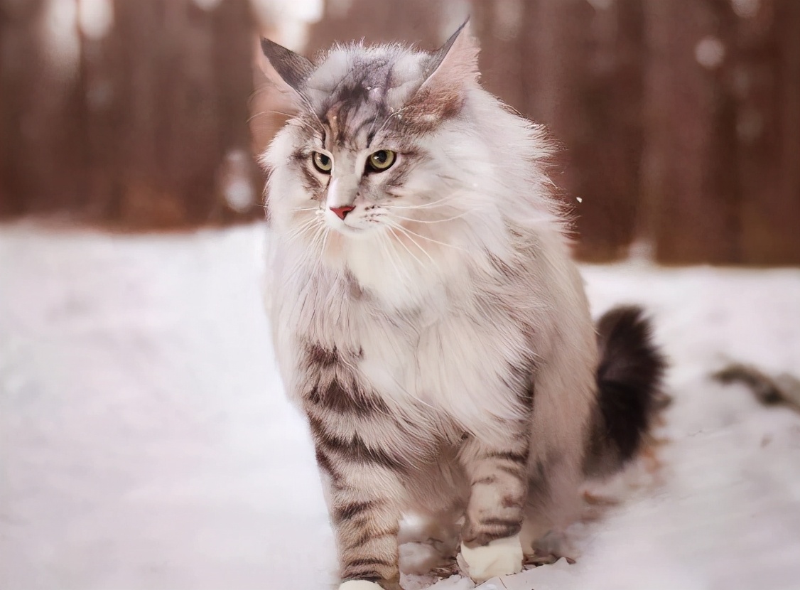 30种知名的猫咪，你都认识吗？