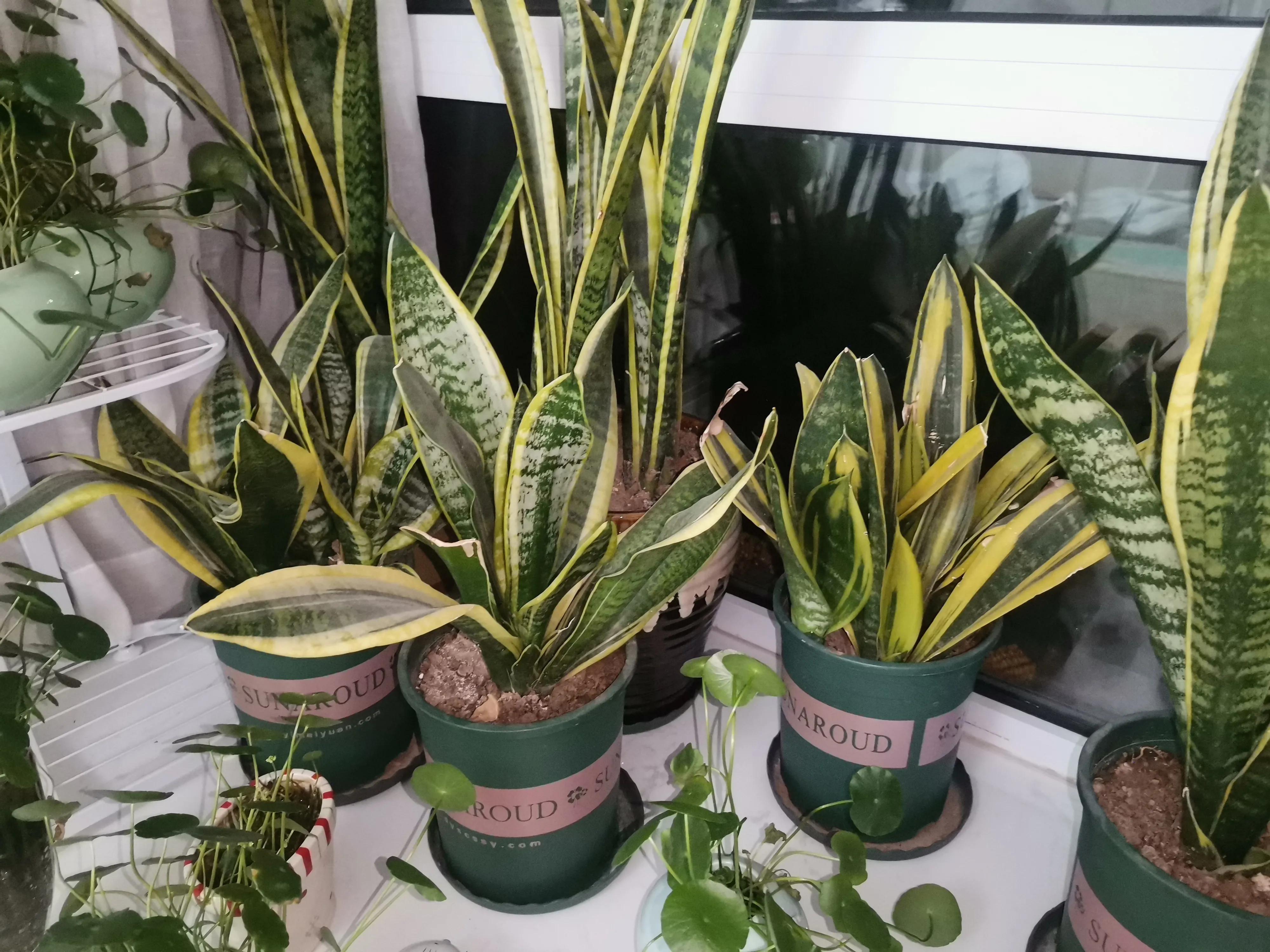 虎皮兰爆盆的秘诀:耐得住寂寞,配好土,养好根,给点光照就爆盆