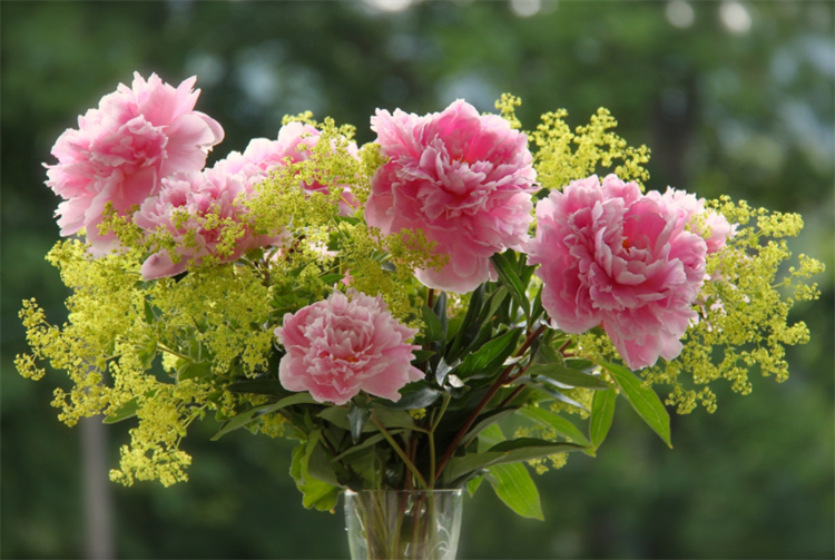 求原谅送什么花好（分享8种鲜花为爱谅解）