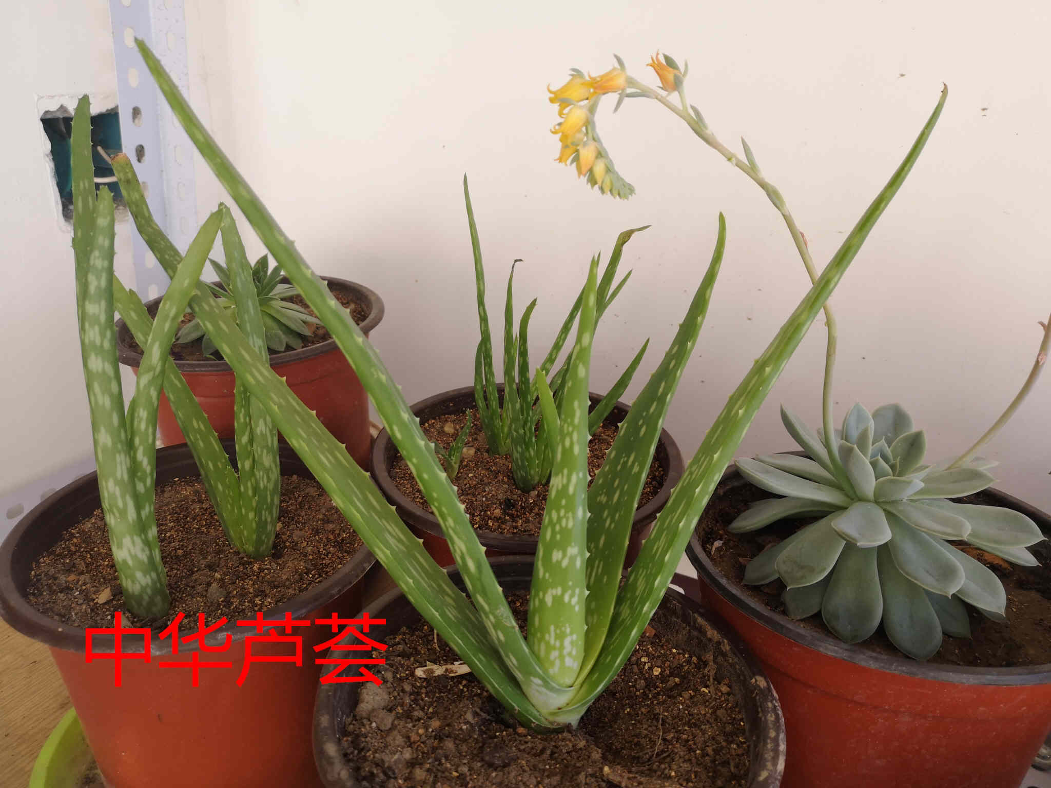 芦荟的种类有哪些（详解七个常见的芦荟品种）