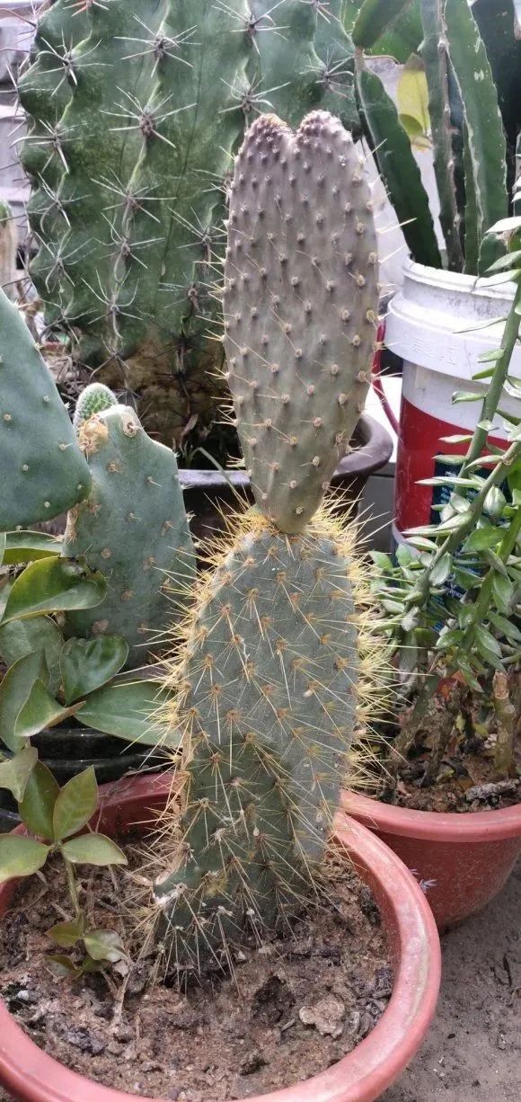 原来仙人掌的刺并不是为了保护自己,以后再也不敢随便碰了