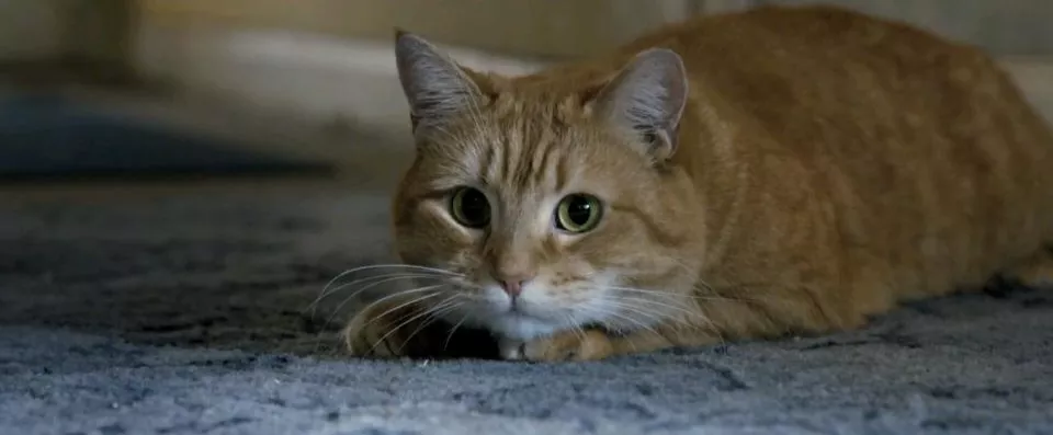 写给我的猫：亲爱的嘟嘟，请一辈子都跟我在一起吧
