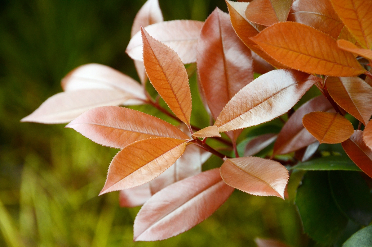 最受欢迎的绿化树——石楠花