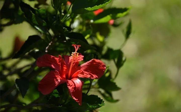 红五图库真精华布衣5(这花爱晒日光浴，浇水就能长，三伏天都没在怕)