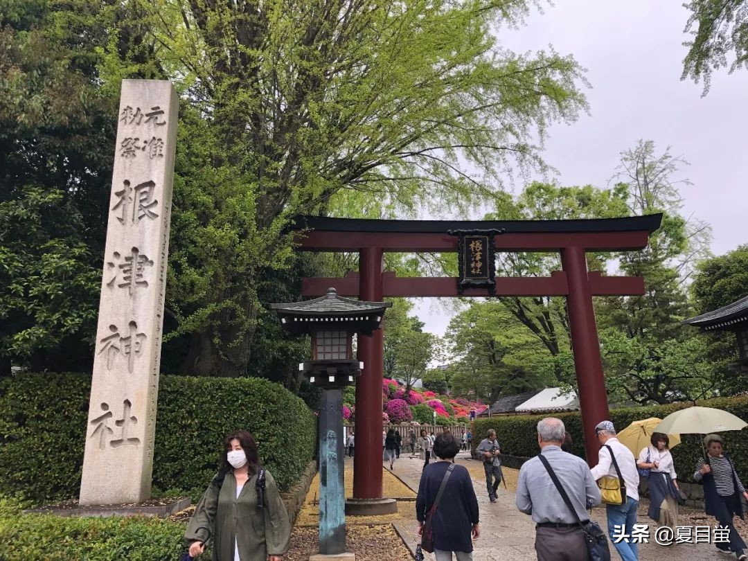 东京：根津神社，杜鹃花丛中的漫步