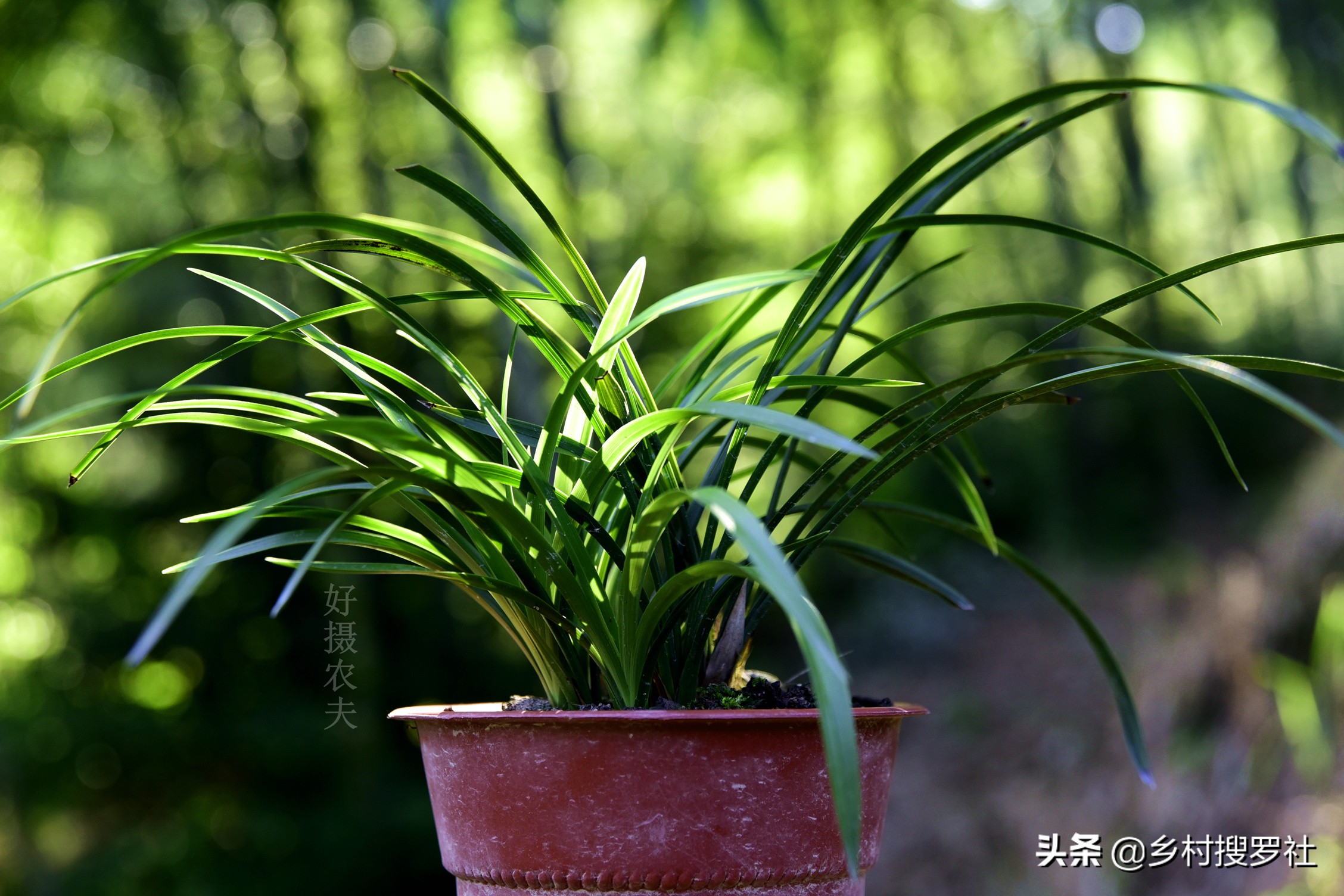 巧用氮肥，让兰花叶片肥厚墨绿？兰友说：尿素的高效使用法并不难