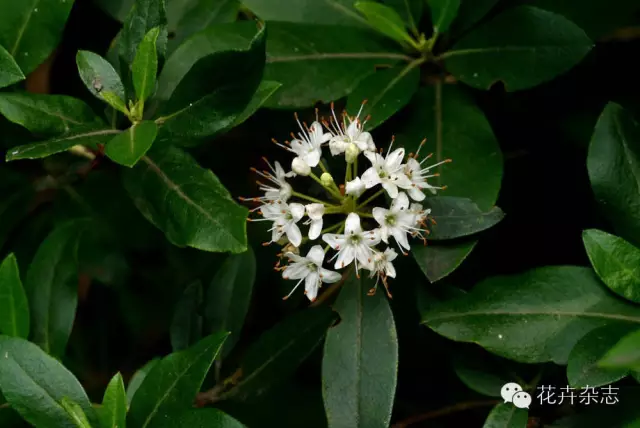 中国野花观花地点推荐