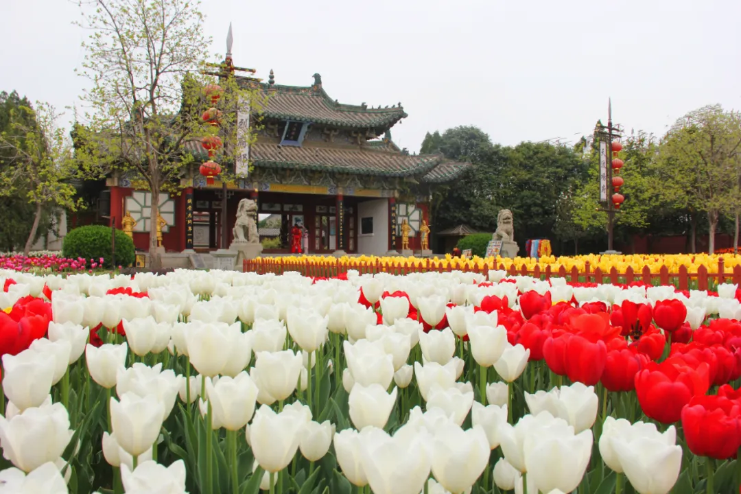 诗词中亭亭玉立的郁金香