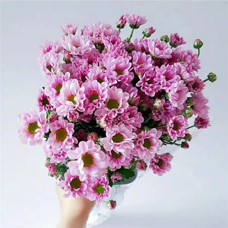 小雏菊花期（小雏菊花期较长养护得当可更长）