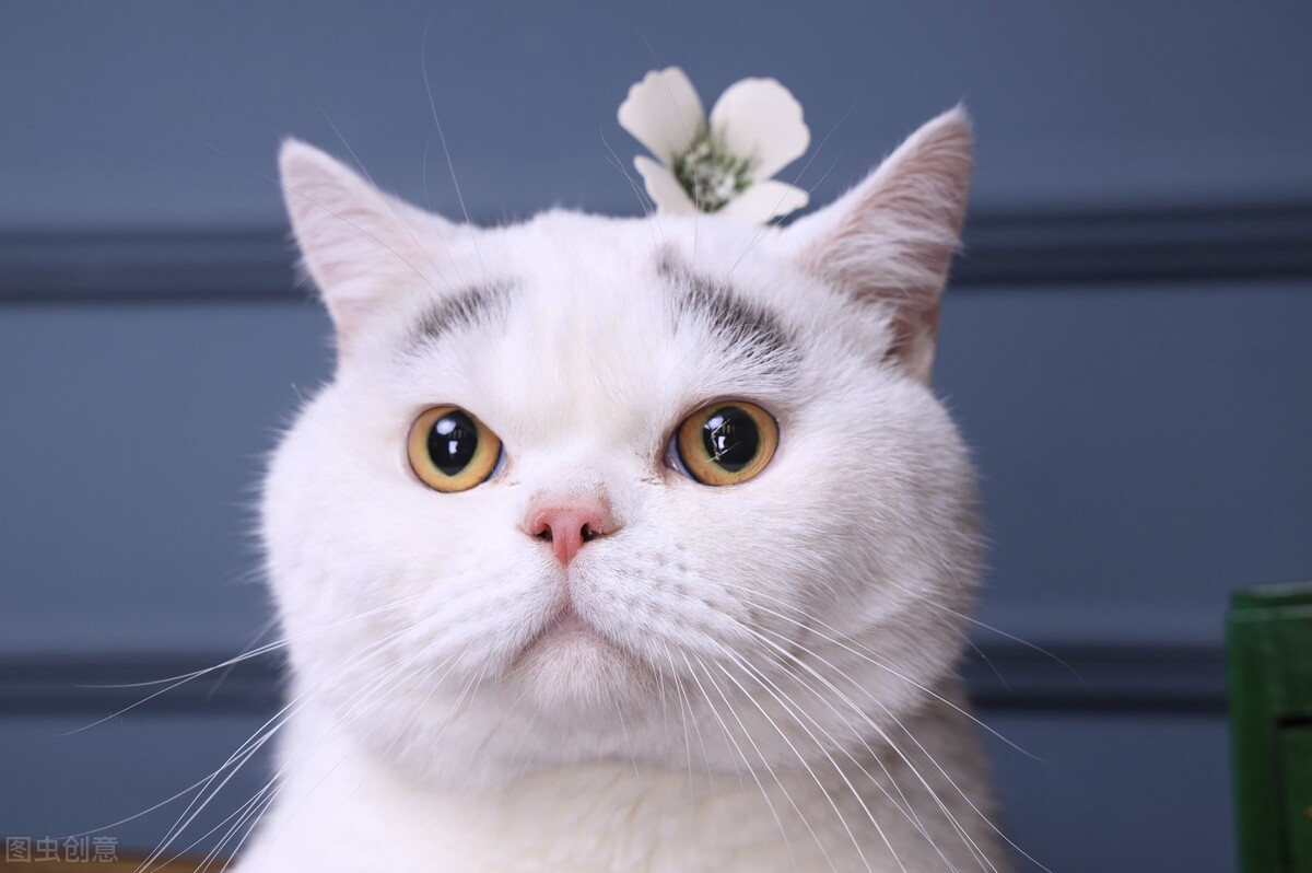 猫咪换毛期一般在什么时候（猫咪几个月开始掉毛的原因）