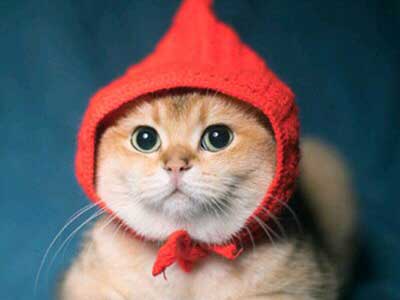 和小动物有关的言情文！有些萌物，天生就是来软了你的一颗心