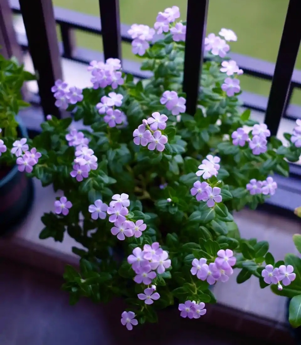 洋槐花有毒吗,洋槐花有毒吗能吃吗