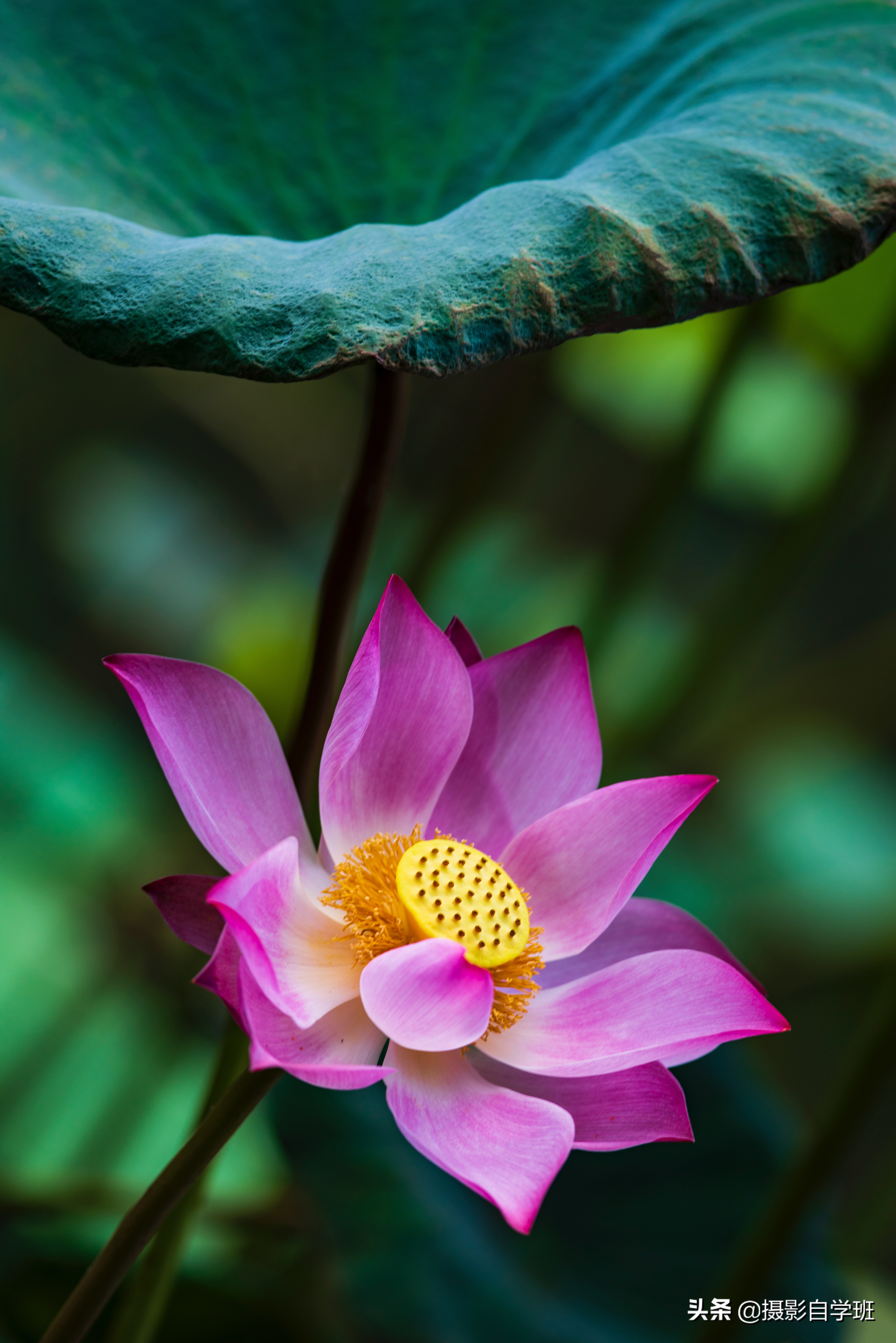 用9组正反对比,20张荷花照片,告诉你拍荷花如何避坑,会更好看
