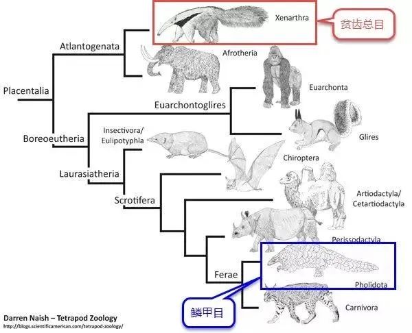 世界杯的生物(反弹子弹、变形、奔跑种交配，犰狳家族还有多少超能力？)