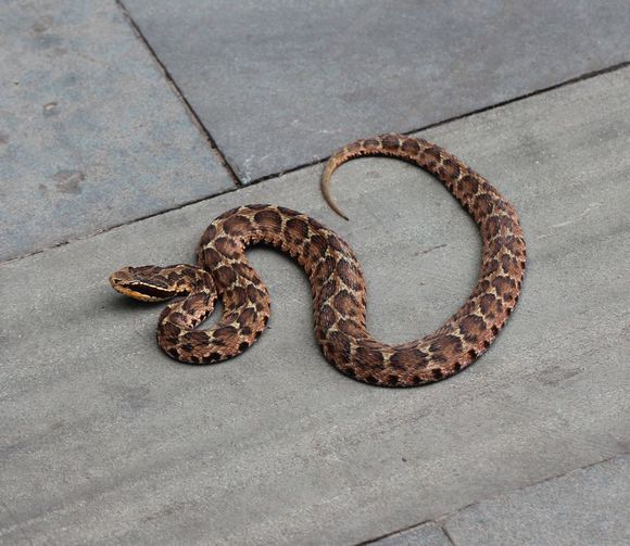 中国最常见的蛇类