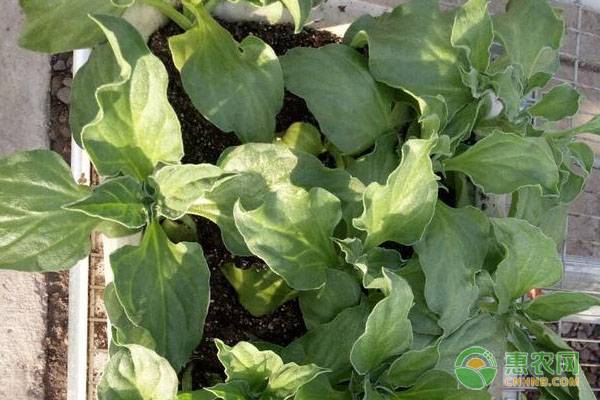冰菜的种植时间及栽(zai)培方法（冰菜什么人(ren)不适宜吃）-大连信息网