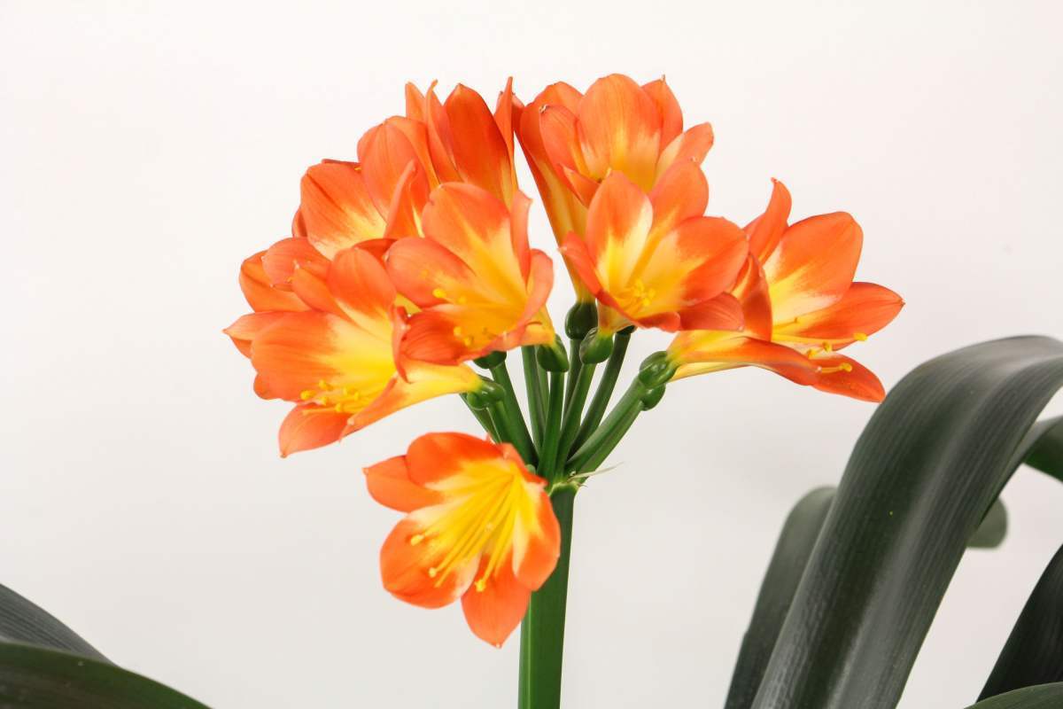 花草的图片大全（100种常见花图鉴一览表）