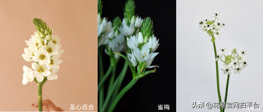 圣心百合花语（超级省心的新晋网红花材花语揭秘）