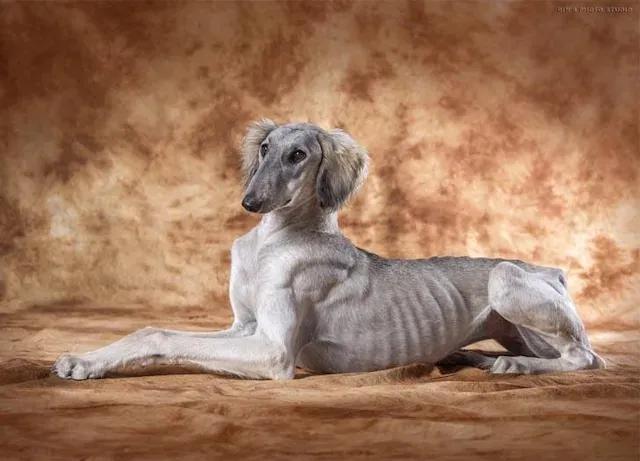 中国十大古老名犬品种盘点