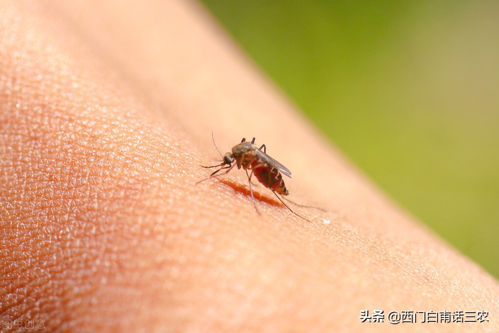 水蚊子咬人吗(水边的蚊子咬人更厉害) - 风集网