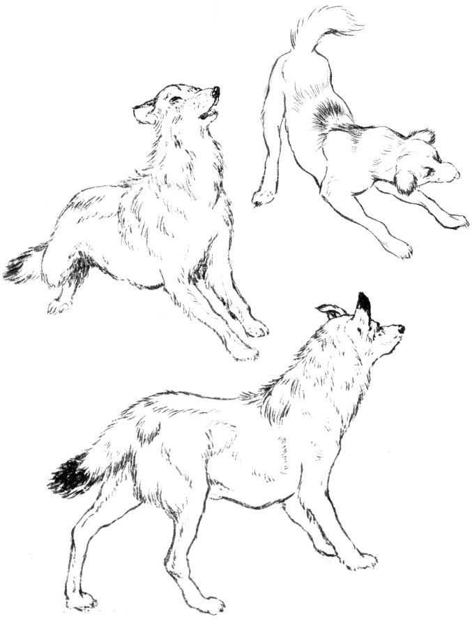 本篇文章选取了一些常见的走兽,所以刻画时也有比较清晰的了解.