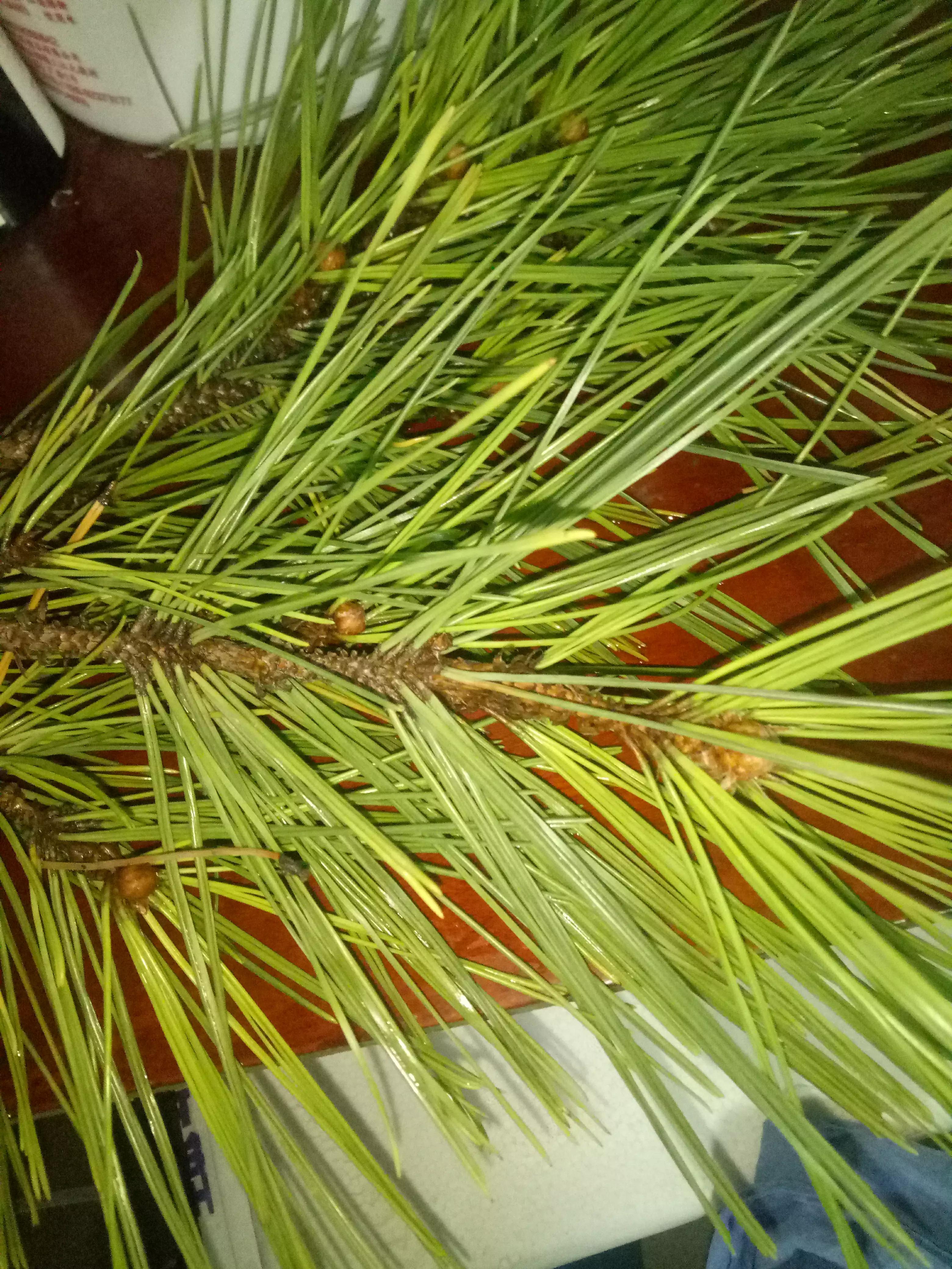 松枝的作用与功效 松针治白发的方法 - 汽车时代网